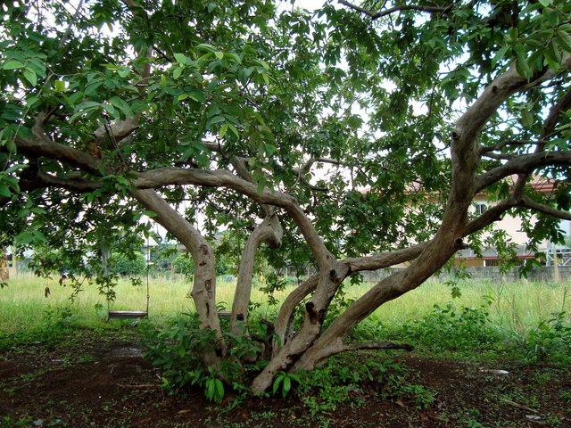 Guava Tree