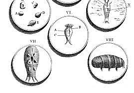Investigó la fecundación natural y artificial