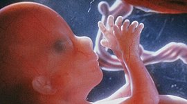 Timeline: Prenatal Timeline