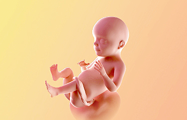 Month 7 (weeks 25-28)