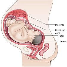 Month 9 (weeks 33-36)