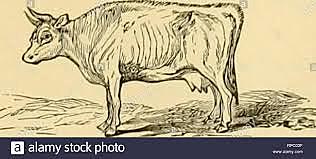 Garrapata, causa de Fiebre de Texas en las vacas