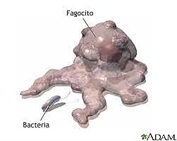 Metchnicoff habla de los fagocitos