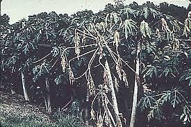 TEORÍA MICROBIANA SIN PASTEUR Y KOCH