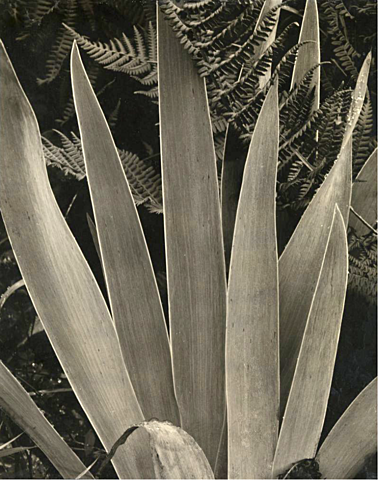 Paul Strand