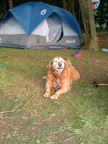 Mi otro perro, Alex, murió.