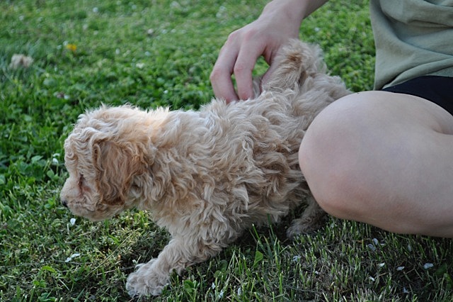 Nosotros tenemos otra perro.