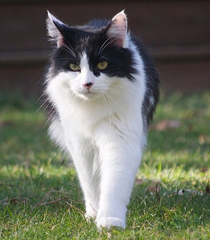 Nosotros tenemos un gato.