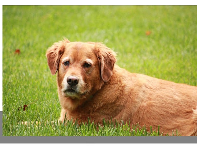 Mi primer perro murrió
