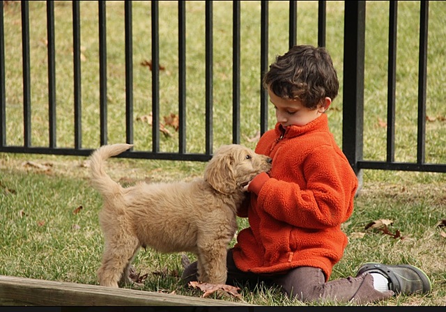 Recibí un otro perro