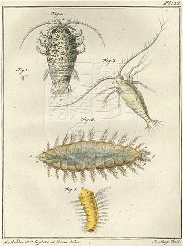 Primeras publicaciones ilustradas de invertebrados planctónicos