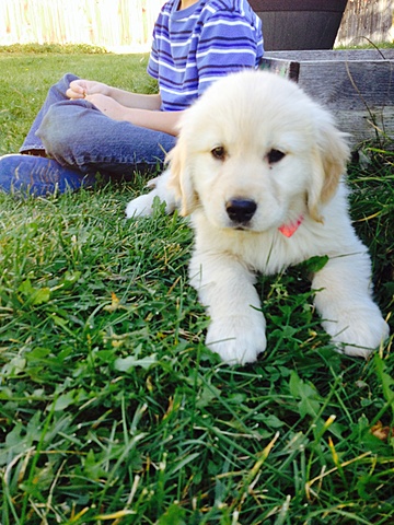 Tuvimos un perro en dos mil quince. Ella es un Golden Retriever y ahora ella tiene cinco años.
