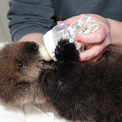 Timeline: Joey sea otter