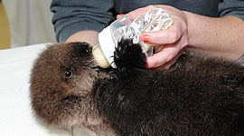 Timeline: Joey sea otter