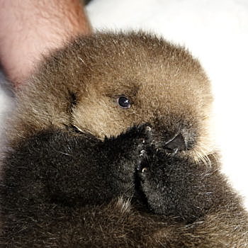 Joey es admitido en el Marine Mammal&nbsp;Rescue&nbsp;Center