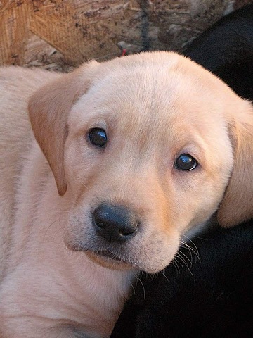 Mis hermanos y yo recibimos nuestro primer perro de nuestros padres.