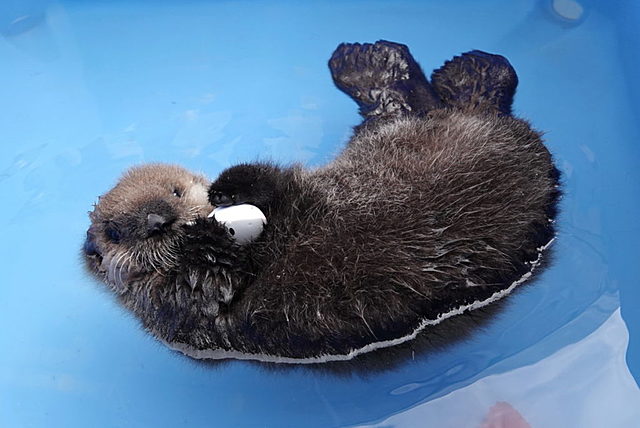 Dos meses en el Centro de Rescate