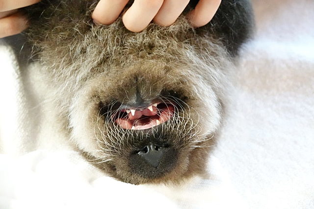 Aprendiendo a acicalarse