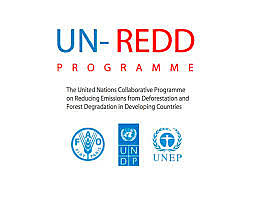 Lanzamiento del Programa ONU REDD