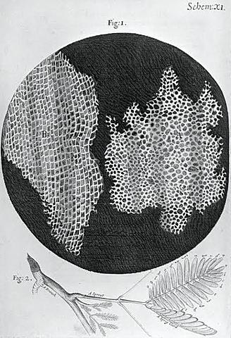 Robert Hooke