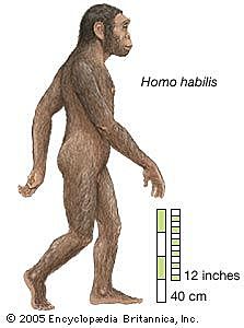 Homo Habilis