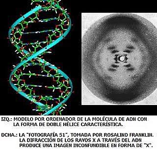Rosalind Franklin