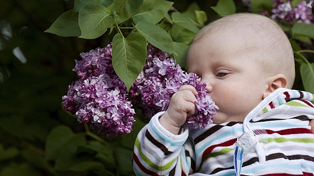 1er MES DESARROLLO OLFATIVO