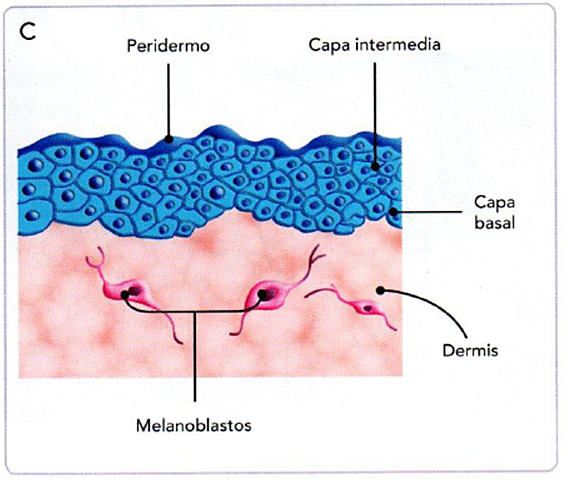 DIVISION DEL EPITELIO