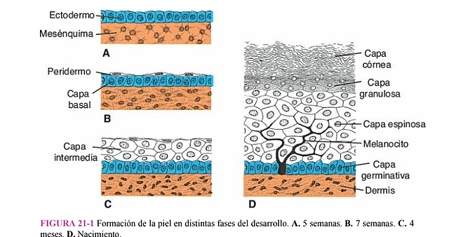 IDENTIFICACIÓN DE CAPAS