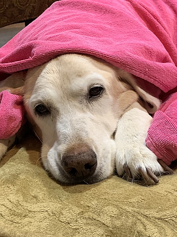 Izzy murió de cáncer cuando solo tuvió nueve años.