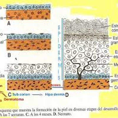 Timeline: Embriología del Sistema Tegumentario