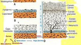 Timeline: Embriología del Sistema Tegumentario