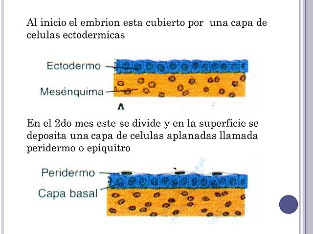 Segunda y tercera semana