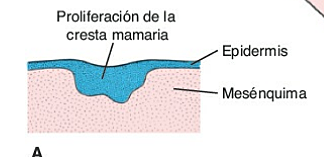 INICIO DEL DESARROLLO MAMARIO