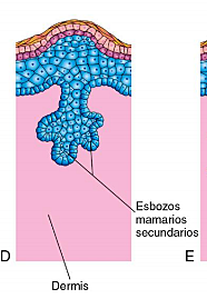 FORMACIÓN DE ESBOZOS MAMARIOS