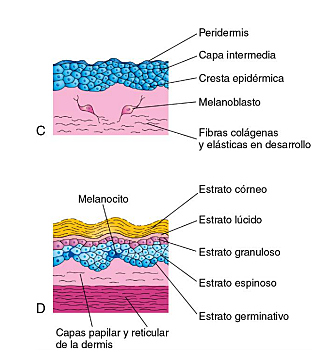 PRODUCCIÓN DE FIBRAS COLÁGENAS Y ELASTICAS DEL TEJIDO CONJUNTIVO