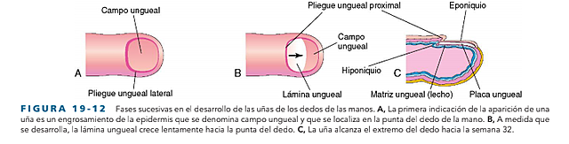 DESARROLLO DE LAS UÑAS