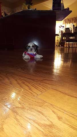 Recibí mi primer mascota