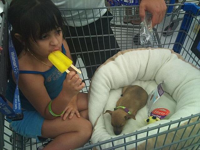 Recibí mi primer perro