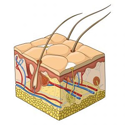 Timeline: Embriogénesis sistema tegumentario.