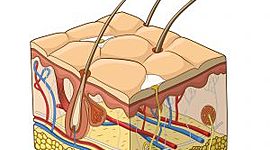 Timeline: Embriogénesis sistema tegumentario.