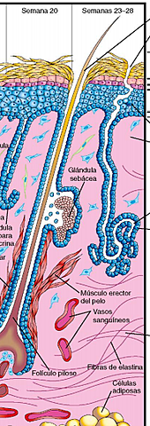 DESARROLLO DE LAS GLÁNDULAS SEBÁCEAS