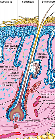 SURGIMIENTO DE LAS GLÁNDULAS SUDORÍPARAS APOCRINAS