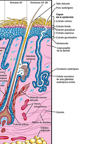 CÉLULA SECRETORA DE GLANDULA SUDORIPARA ECRINA