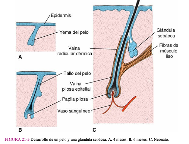 INICO DEL DESARROLLO DEL PELO