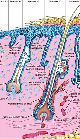 SURGIMIENTO DEL PRIMORDIO DE LAS GLANDULAS SEBACEAS