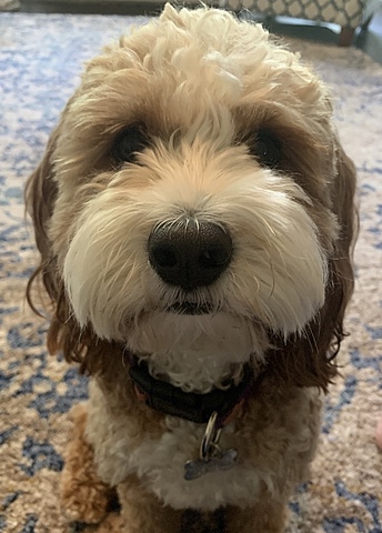 Recibimos un perro de mis abuelos