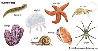 Many marine invertebrates