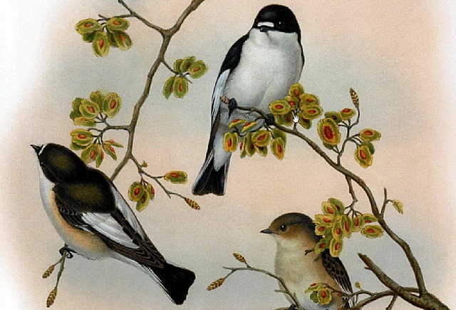 Всемирный день птиц