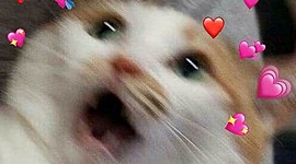 Timeline: amante rechoncho